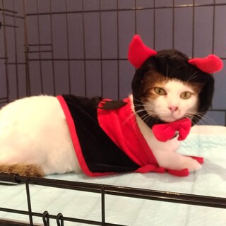 人か大好きこゆきちゃん