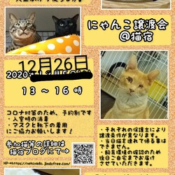 12月26日に延期!!にゃんこ譲渡会