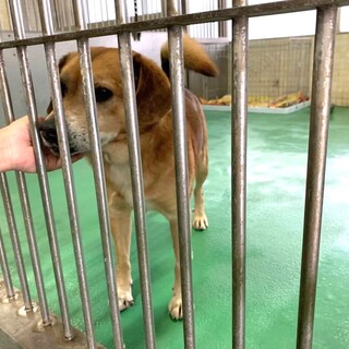 【里親決定】ありがとうございました！