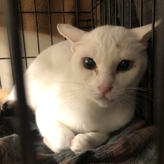 SOS‼️綺麗な毛並み白三毛尻尾女子⭐️コウ