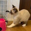 ミーちゃん里親さん募集