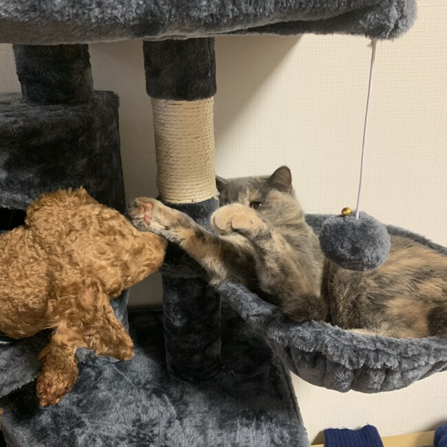 りとますのカバー写真