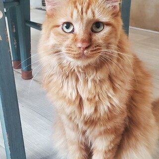 甘えん坊の長毛の茶トラ、もじゃくん☆