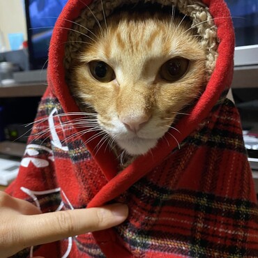 の写真