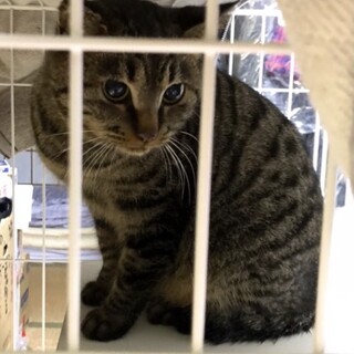 【急募】保護猫を幸せにしてください！