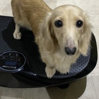 カニヘンダックスの夢々(ムム)ちゃん