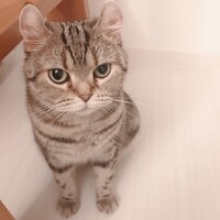 おもち