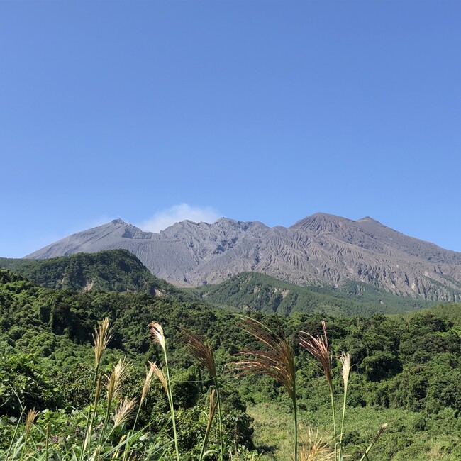ねこもだちのカバー写真