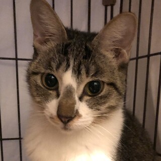 海老名市の144匹多頭飼育現場から来た海老ちゃん