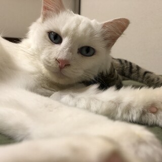 長毛の白猫君の里親募集！