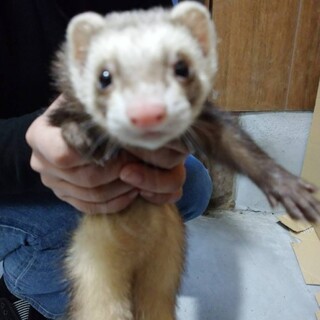 元気な2歳の♂です、素敵な家族探しています