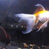 金魚貰って下さい　（土佐錦雄１雌１出目金１） サムネイル6