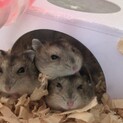 ジャンガリアンハムスター3匹の里親様募集