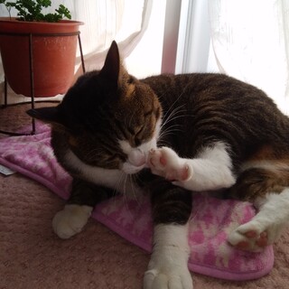 人懐っこいデカ猫