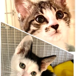 猫の譲渡会 サムネイル2