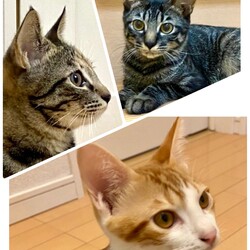 猫の譲渡会 サムネイル3