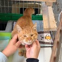【里親決定】ありがとうございました！