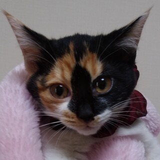 3か月くらいの和三毛⚫メス