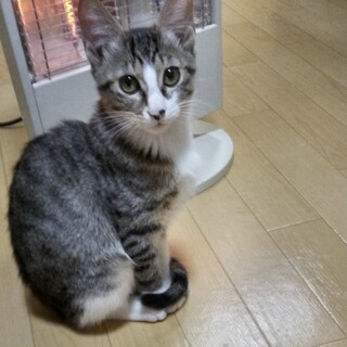 美人さん！キジ白の女の子