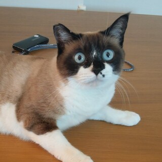 トライアル中！　シャムミックス