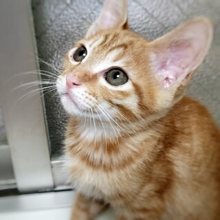 諸条件あり。激カワ！茶トラ子猫 風太くん 
