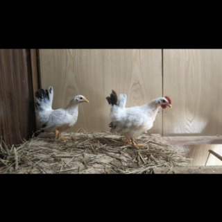 肥後チャボ雌雄二羽です！