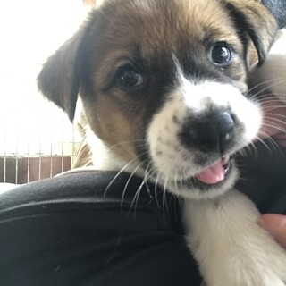 里親様決定！5兄弟★ピンクちゃん