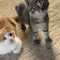 3ヶ月の雄猫ちゃん二匹！兄弟です