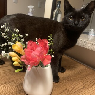 立ち耳スコティッシュ　2019/06生まれの男の子