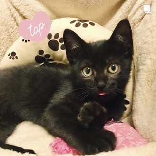 まんまる目々の黒ねこ❤︎ジュピタくん❤︎