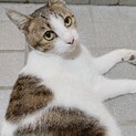 誰か面倒を見てくださる方いませんか？