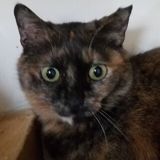 大人しいサビのこはくちゃん