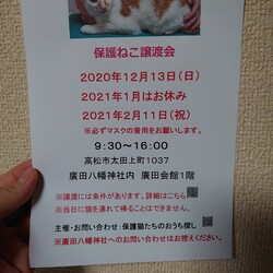 保護猫譲渡会
