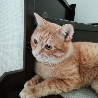 茶トラのちゃいちゃん