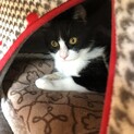 7ケ月ぐらいの子猫サンタ