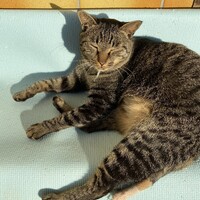 にゃん