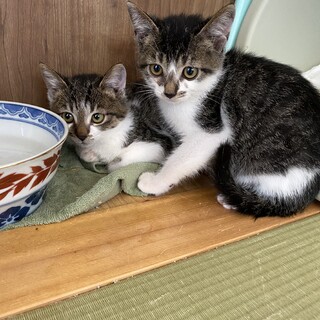 仲良しキジシロ兄妹フミヤくん♂