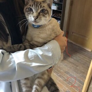 シャムミックスのさんちゃん