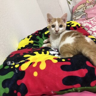 面白い柄の男の子