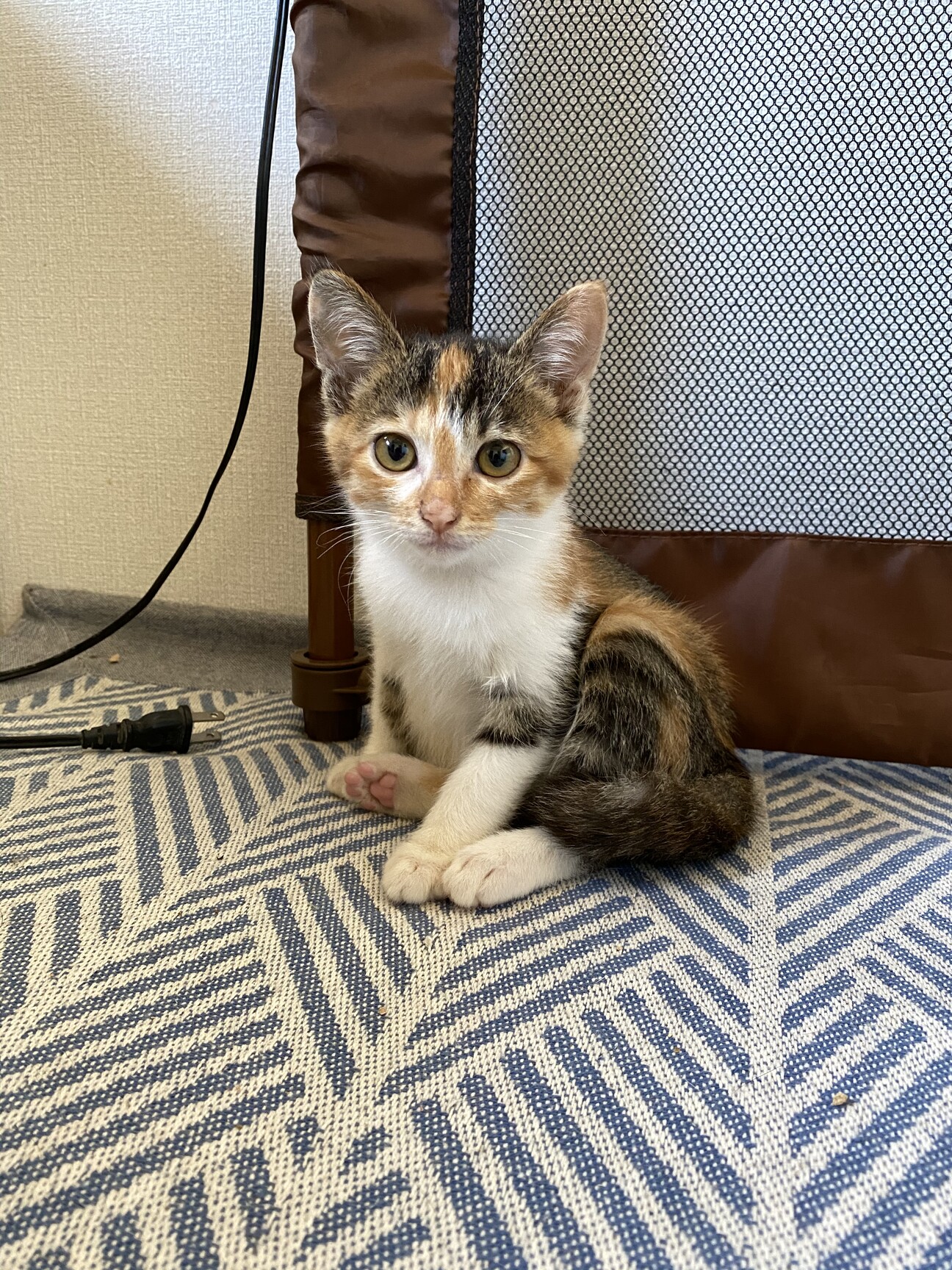 ふんばり親子猫　三毛猫 3年半経っても未だに仲良しで幸せそうな猫親子！【三毛母猫と