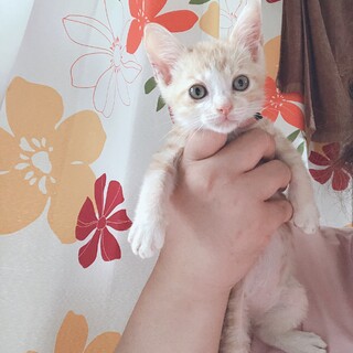 おめめくりくりイケメン君