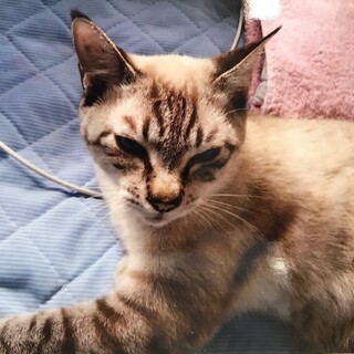 シャムミックスのスーちゃん