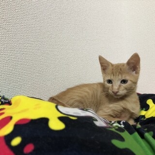 ゴロゴロ甘えん坊な男の子です