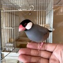 文鳥オス、手乗りです