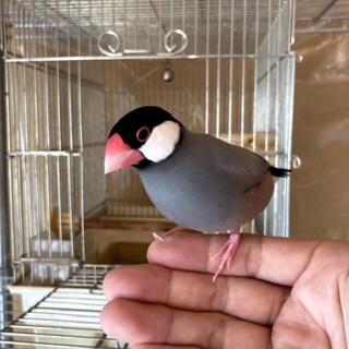 文鳥オス、手乗りです