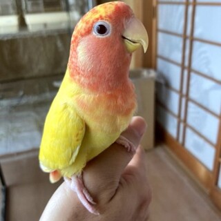 コザクラメス、手乗りです