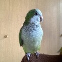 オキナインコメス　手乗りですが私以外に懐きません