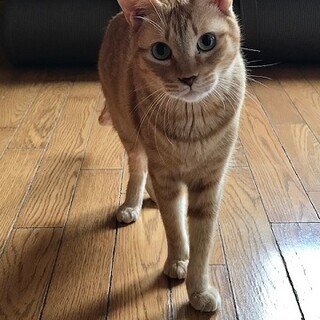 ビビリですが、猫にはとても優しいキットくんです。