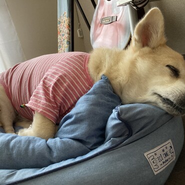 の写真