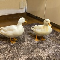 コールダックのメス